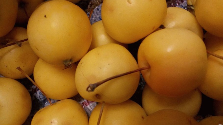 Яблоня Лесная (дичок)