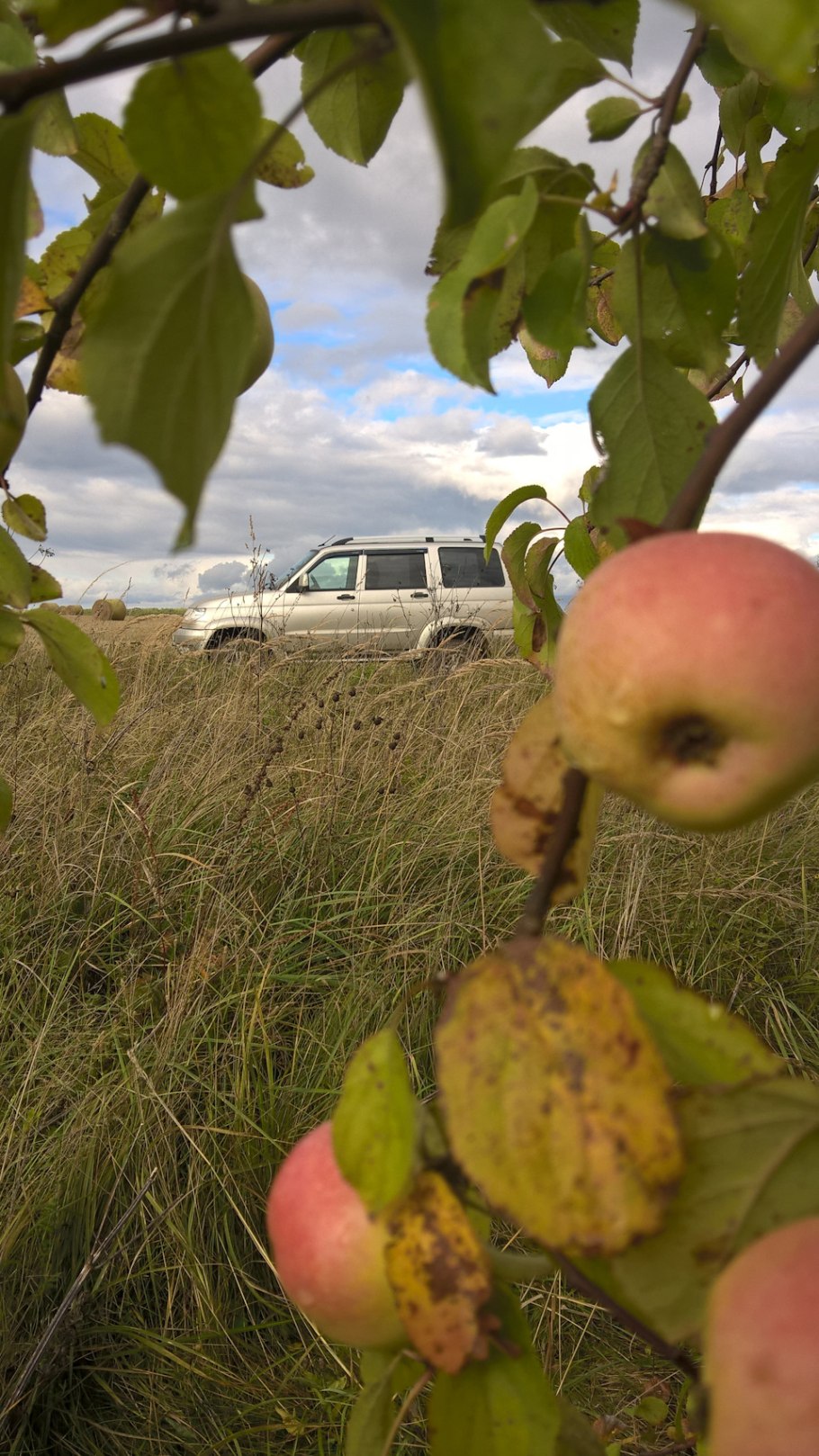 Яблоня дичка дерево