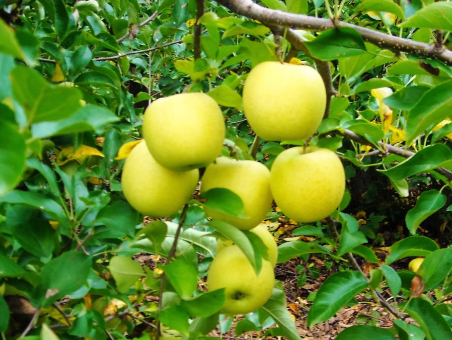 Яблоня Лесная Malus Sylvestris Mill.