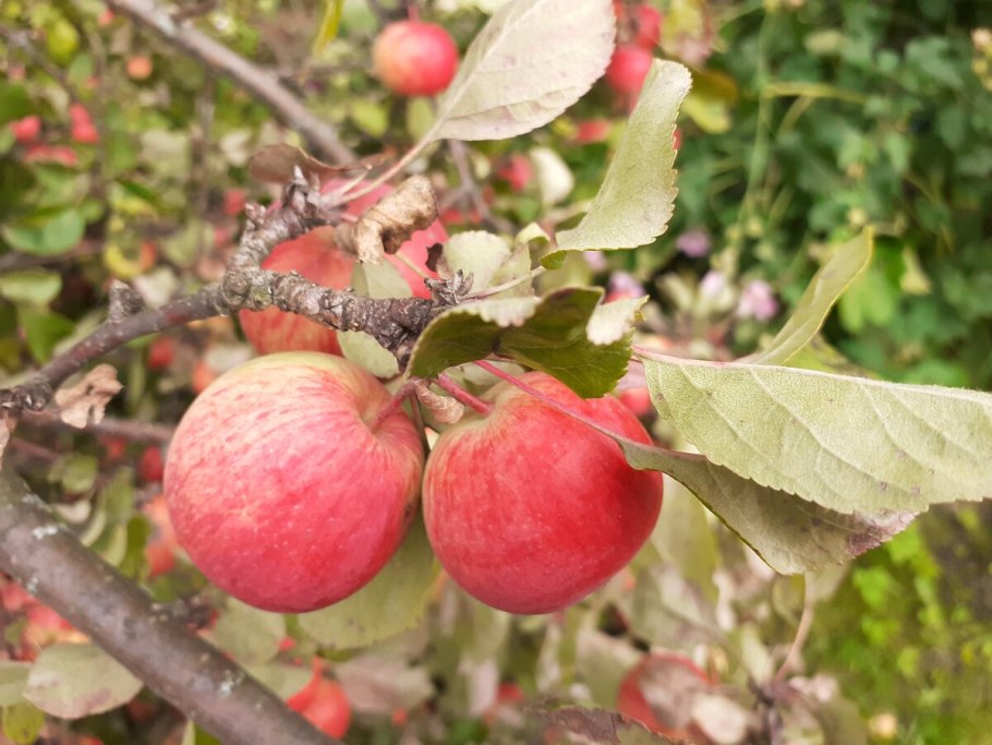 Дикая яблоня Нургуш
