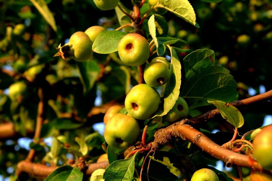 Яблоня Лесная (Дикая) (Malus Sylvestris)