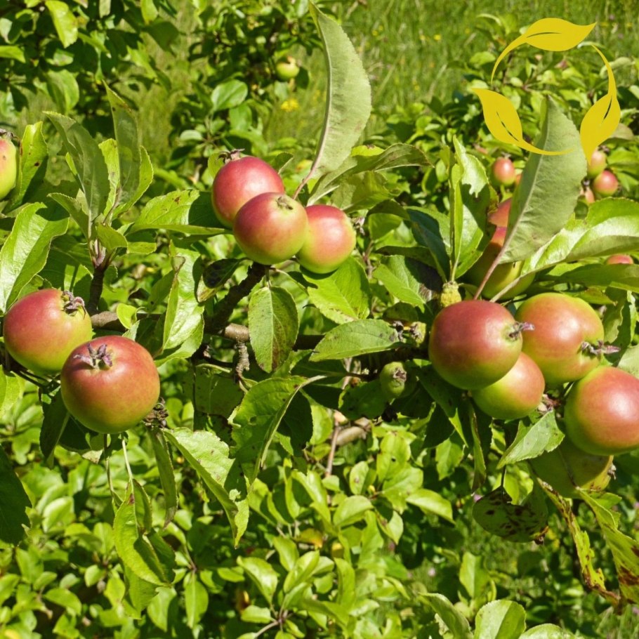 Плоды дикой яблони