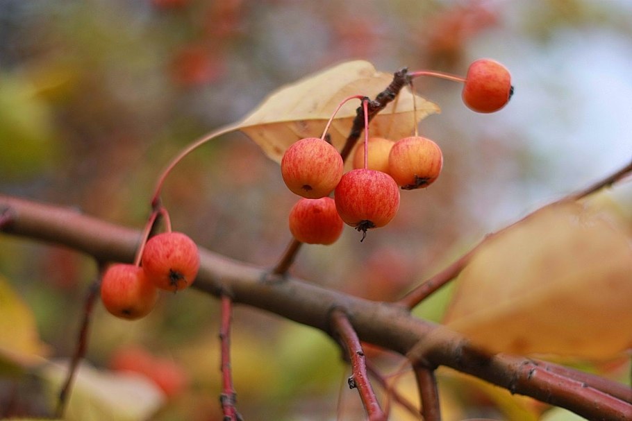 Яблоня китайка Керр
