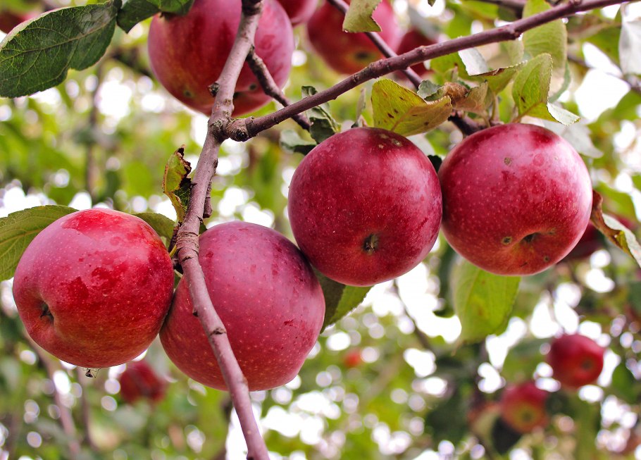 Яблоня Восточная (Malus orientalis Uglitzk.)