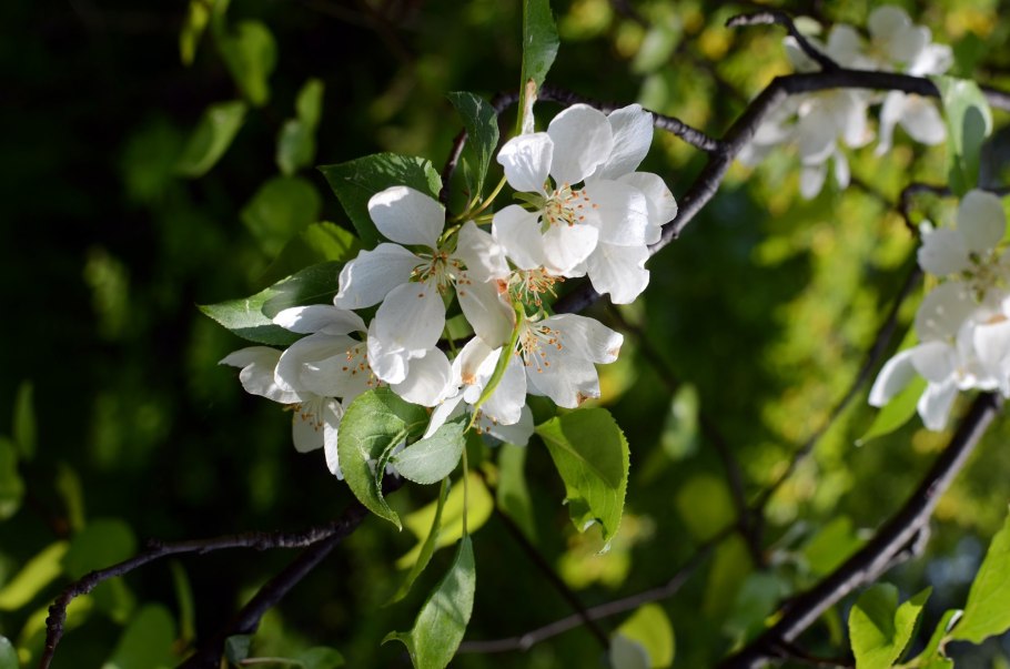 Яблоня Дикая Malus Sylvestris
