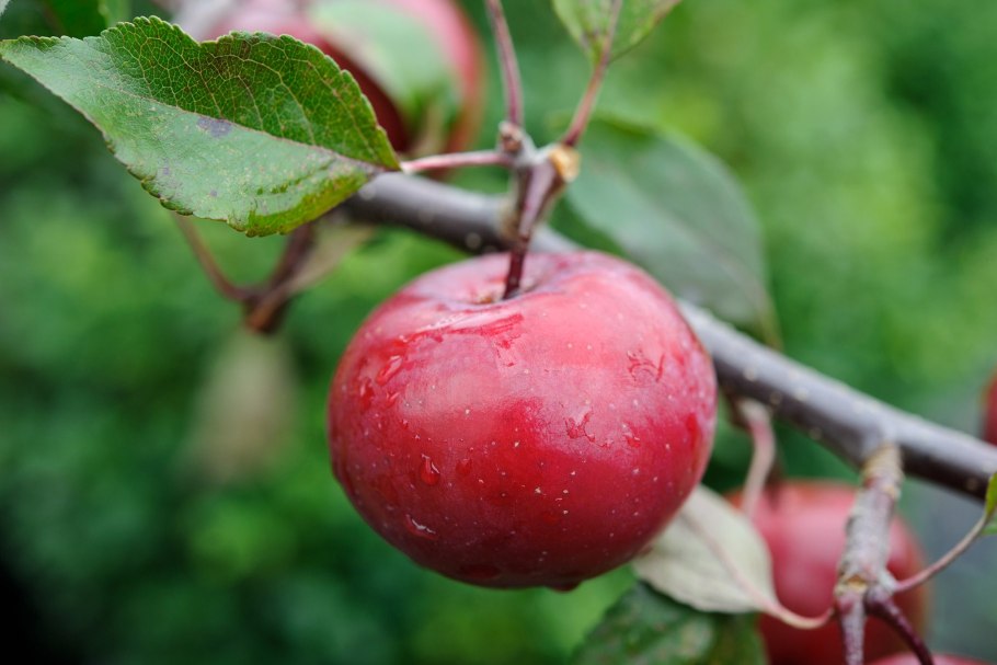 Яблоня Старр