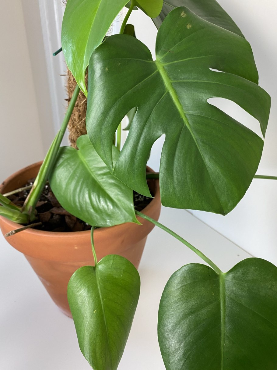 Филодендрон melanochrysum