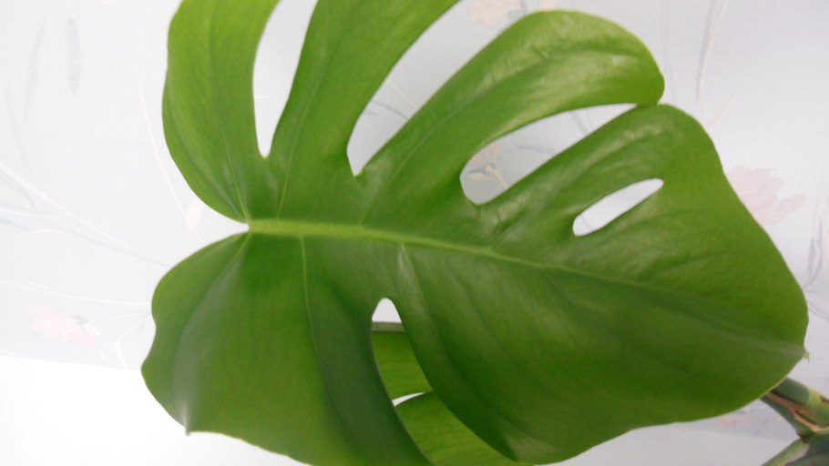 Филодендрон Флорида