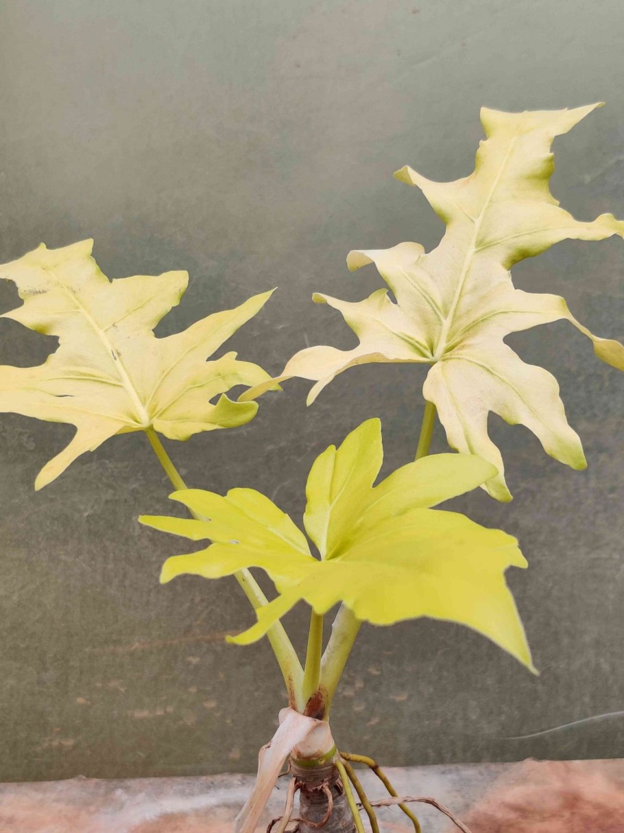 Филодендрон Педатум