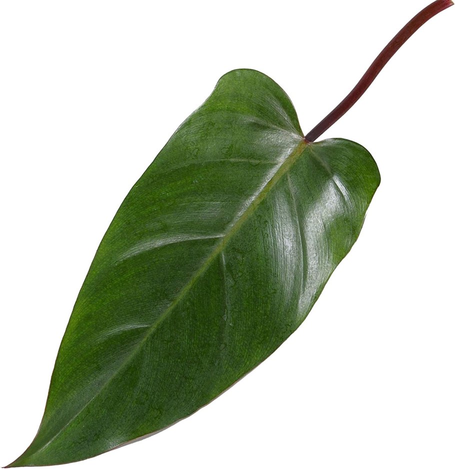 Philodendron ornatum