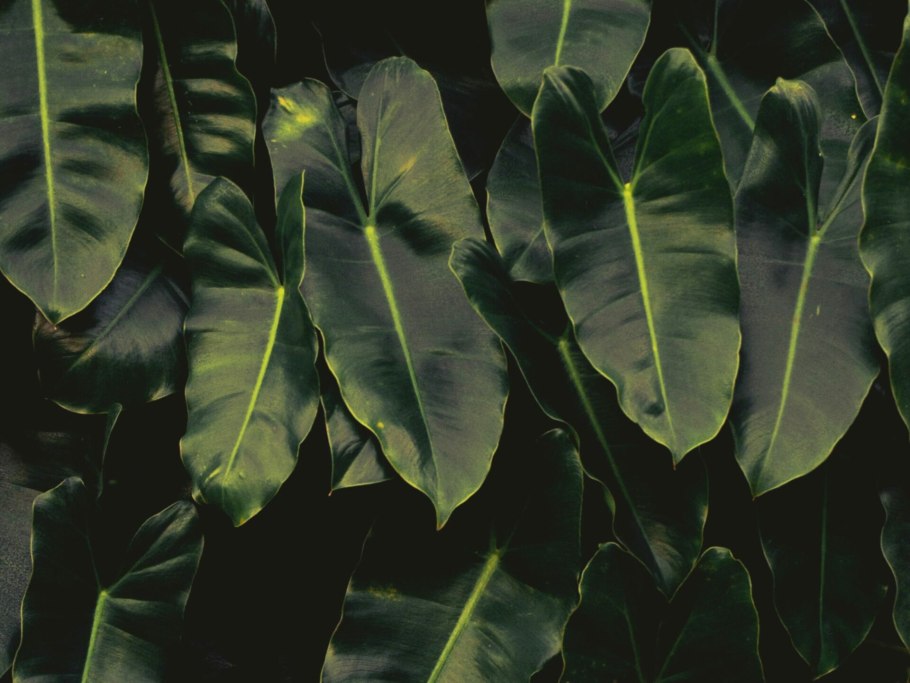 Филодендрон GOLDSTAR