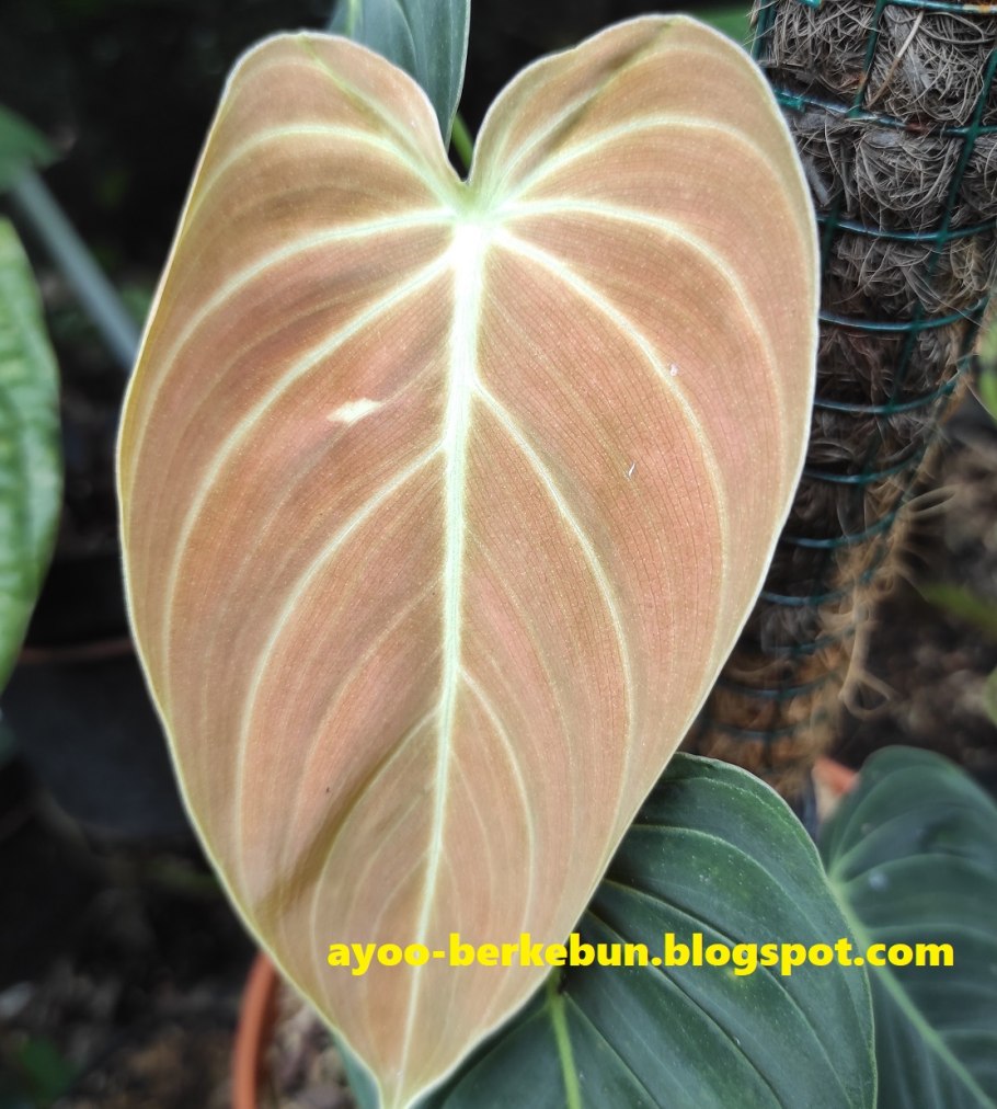 Philodendron melanochrysum