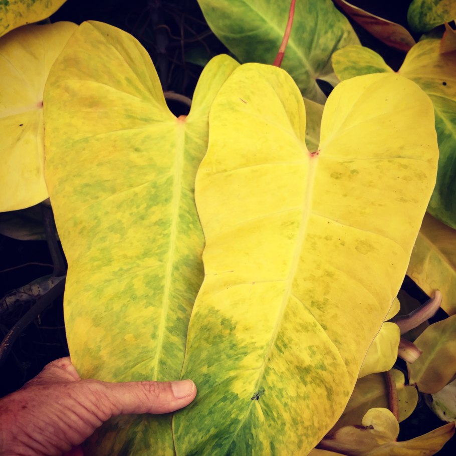 Филодендрон пейнтед леди