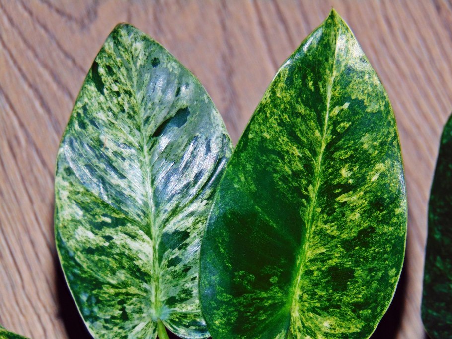 Филодендрон Марбл Квин