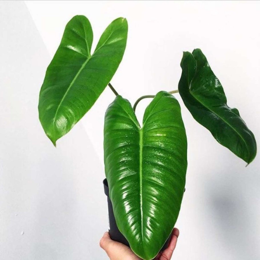 Филодендрон Серратум оранж