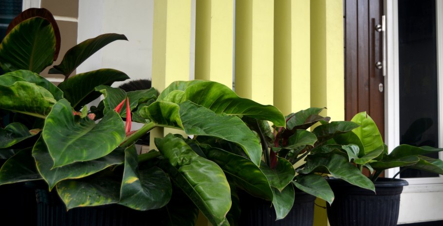 Филодендрон Xanadu Gold