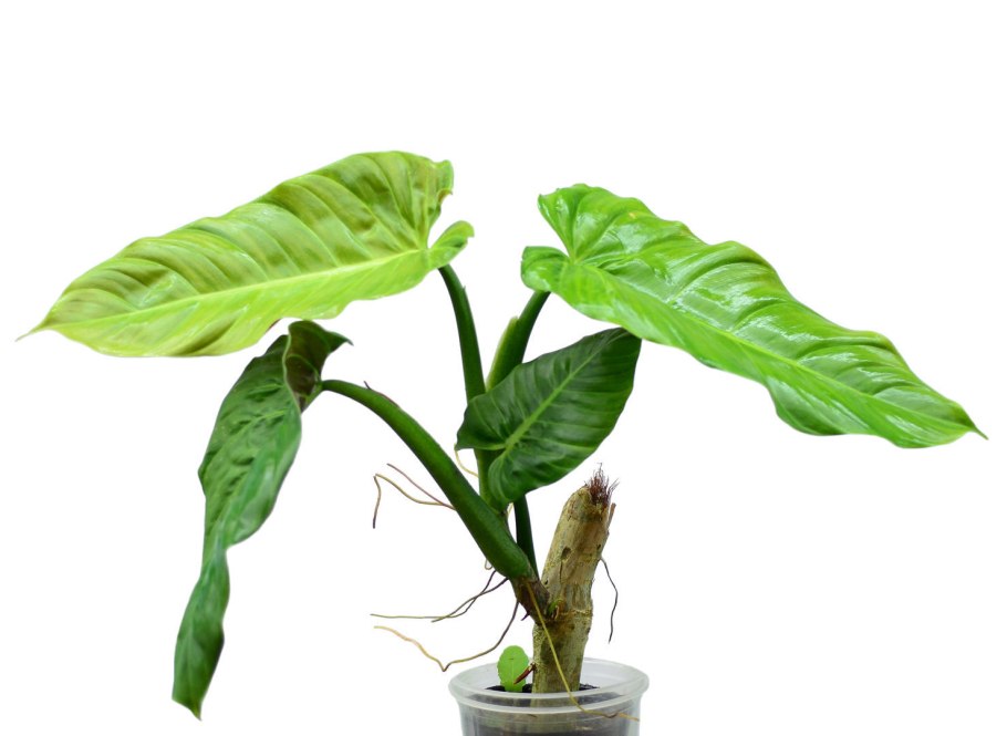 Филодендрон Еллоу Флейм фото