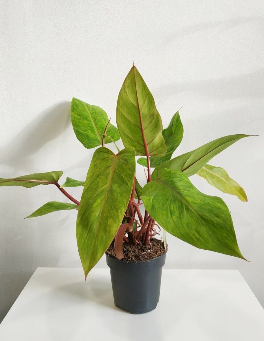 Филодендрон camposportoanum