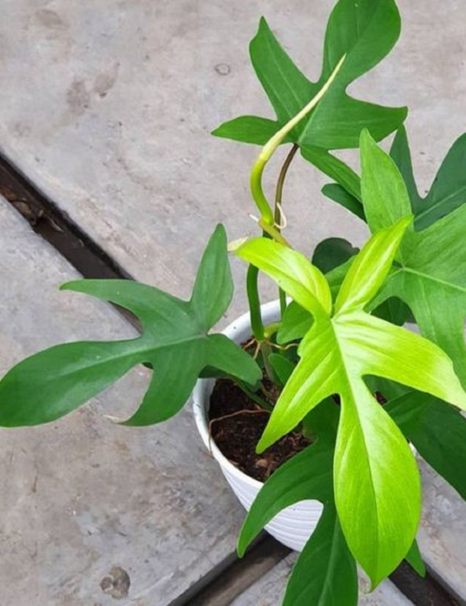 Philodendron florida ghost