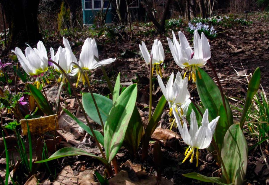 Кандык (Erythronium)