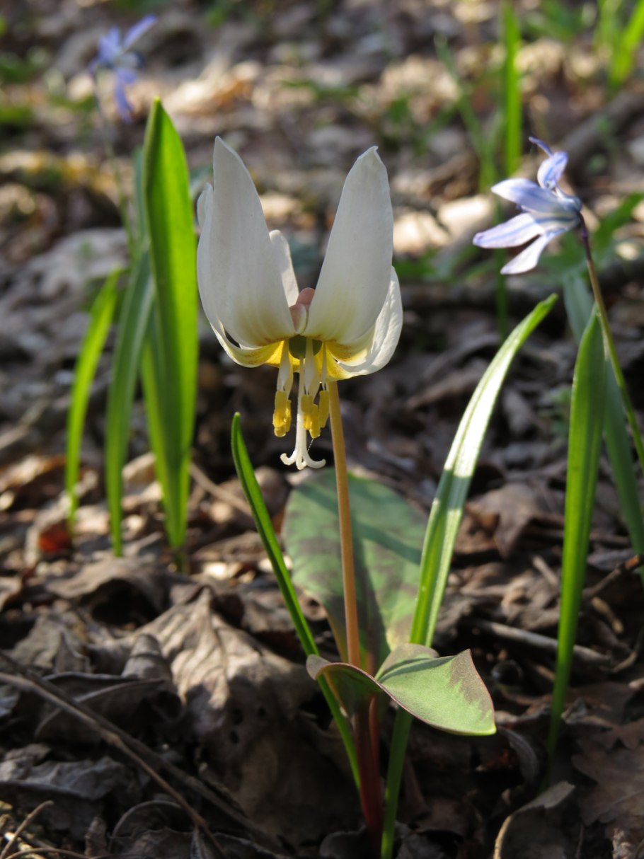 Кандык в саду фото