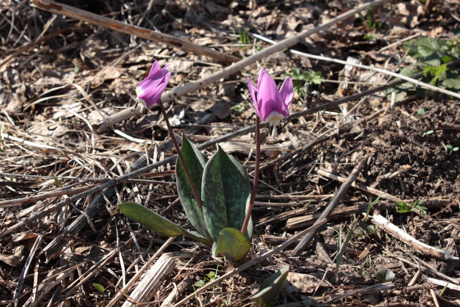 Кандык Кондо