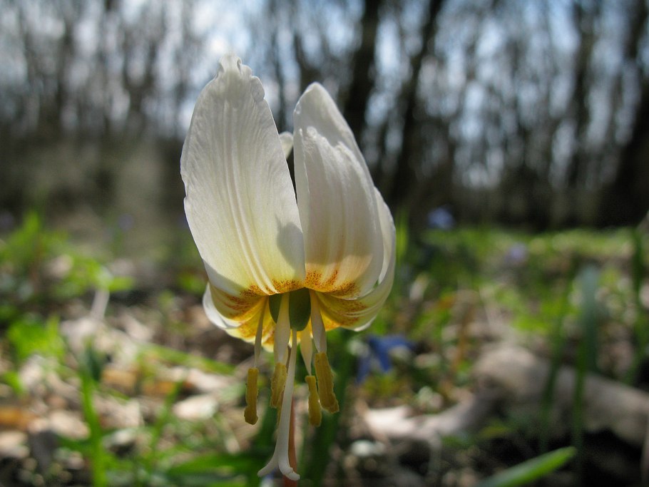 Кандык (Erythronium)