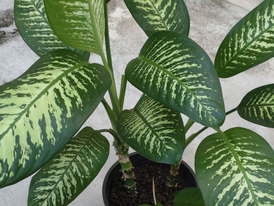 Диффенбахия Zebra variegated