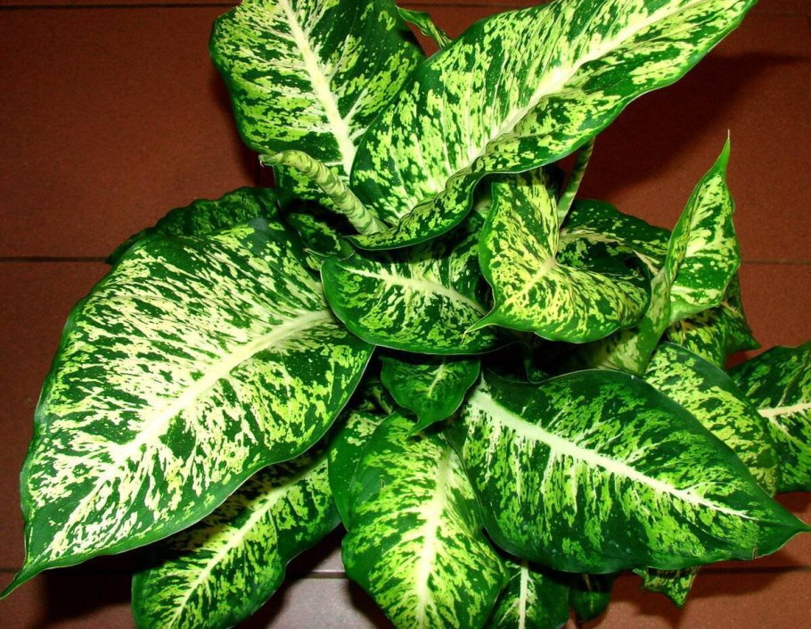 Dieffenbachia Moonstone фото