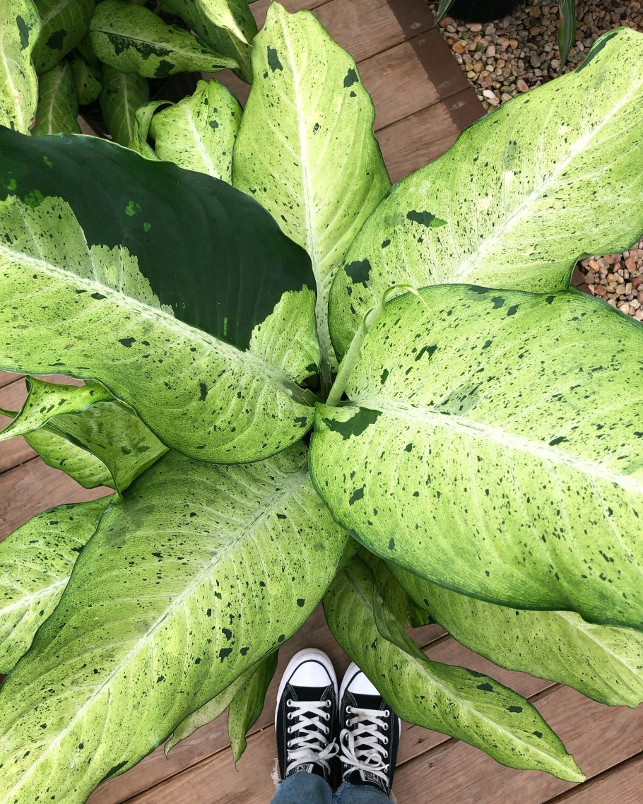 Диффенбахия Yellow variegata