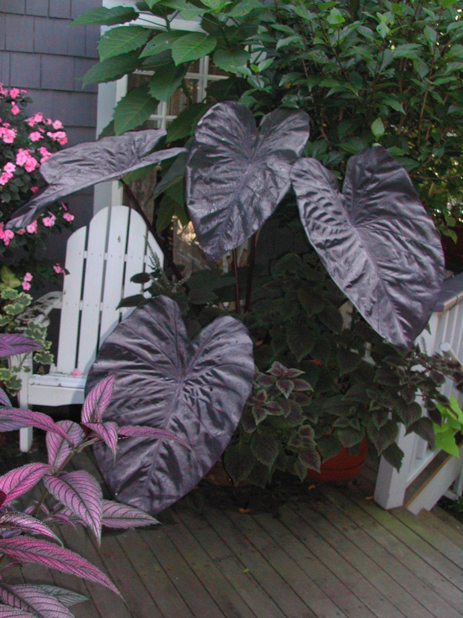 Алоказия Black Magic