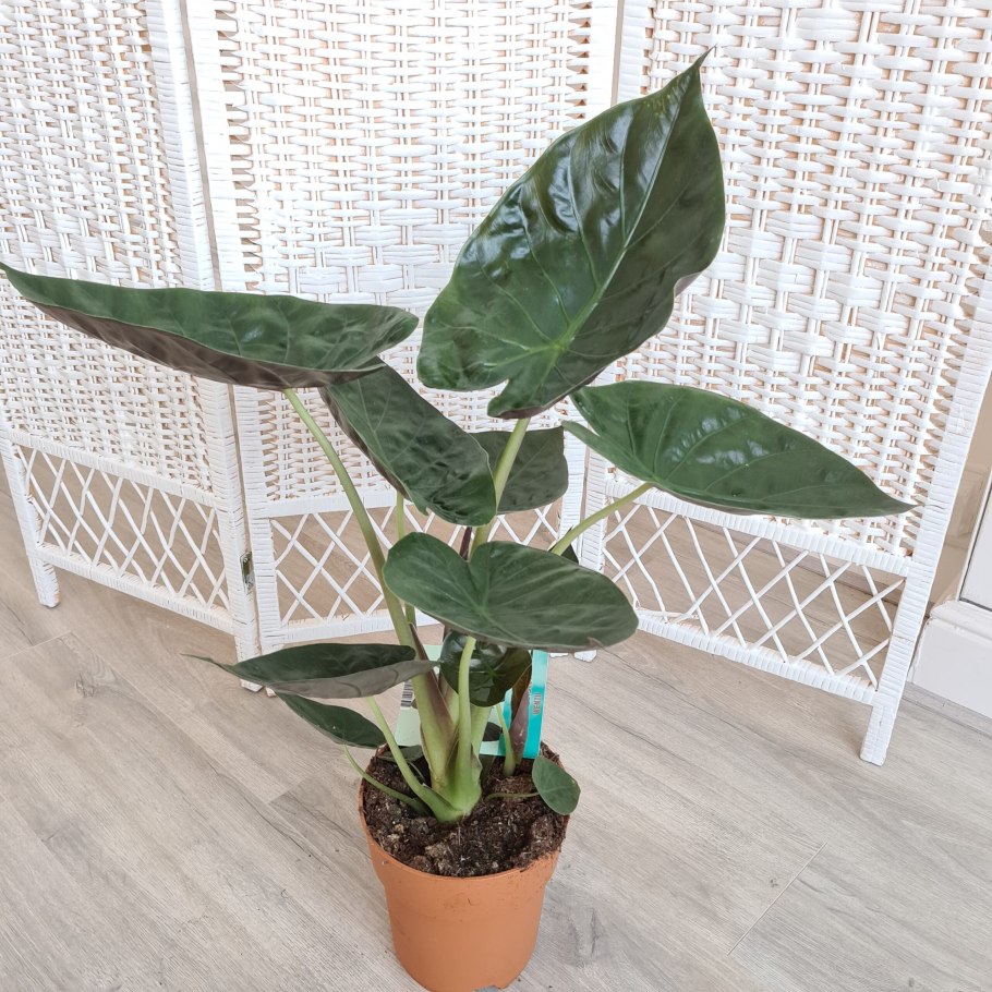 Colocasia esculenta 'Black Magic'