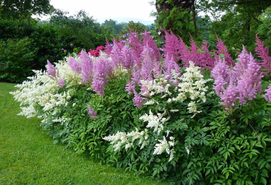 Астильба Арендса аметист