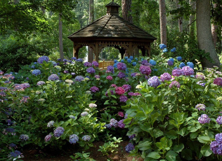 Hydrangea Garden