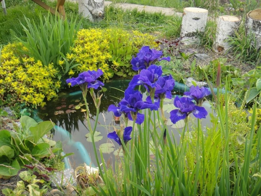 Ирис Сибирский Ридженси Бель