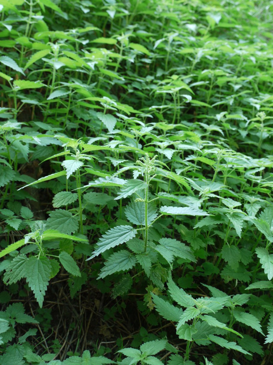 Цветок индийская крапива