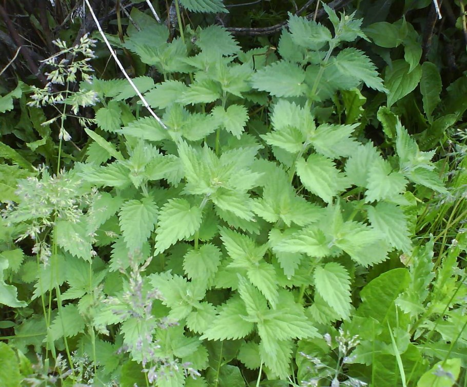 Жало крапивы фото