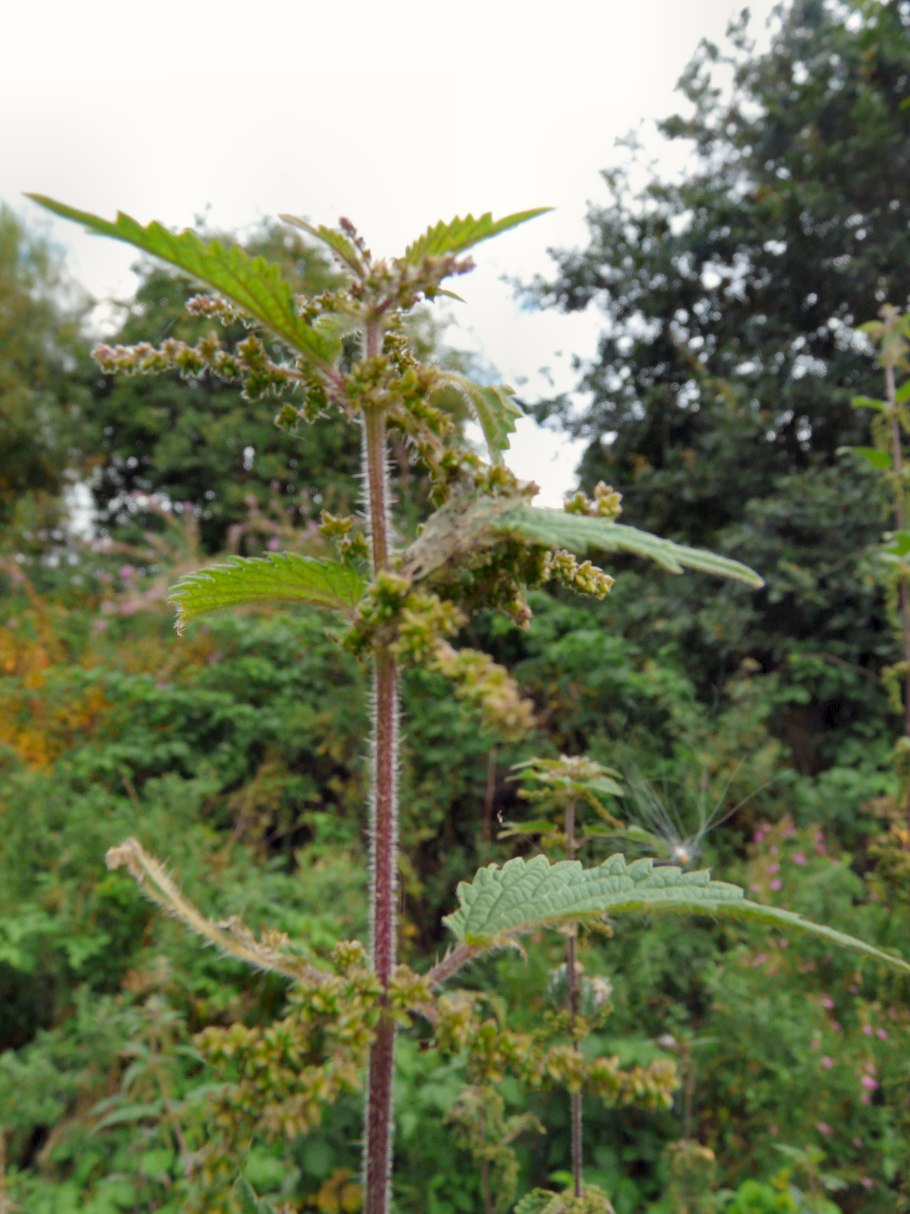 Крапива с круглыми листьями