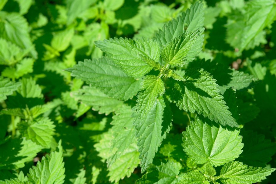 Растение индикатор крапива