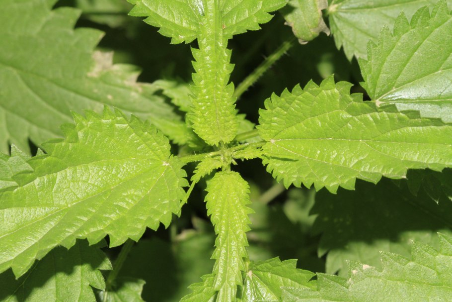 Крапива рисунок на прозрачном фоне