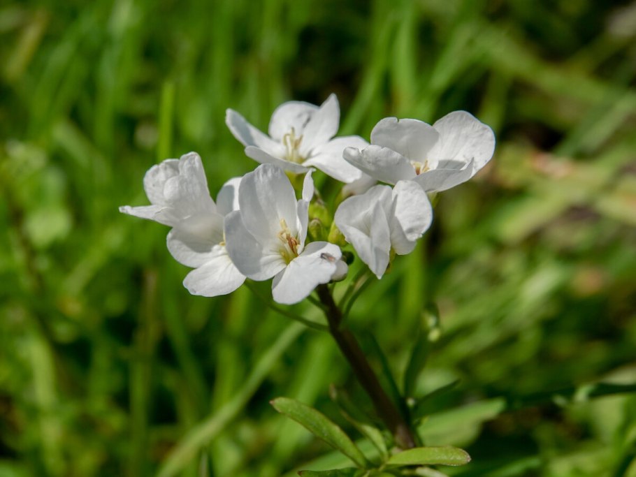 Алиссум Бурачок
