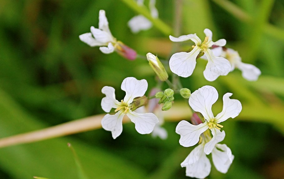 Семейство гречишные диаграмма цветка