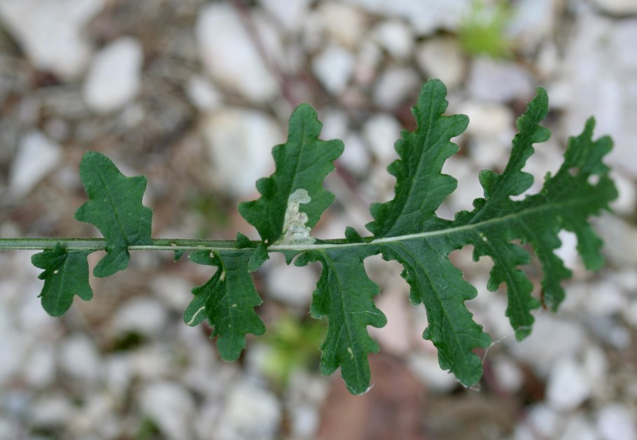 Стручок сурепки