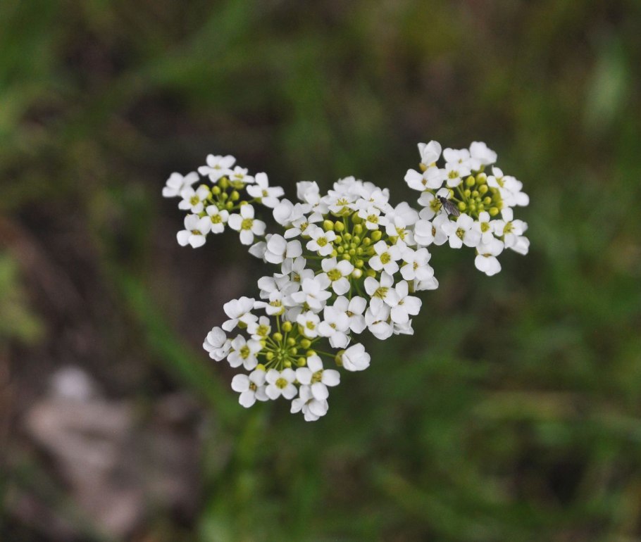 Сердечник Луговой Cardamine pratensis