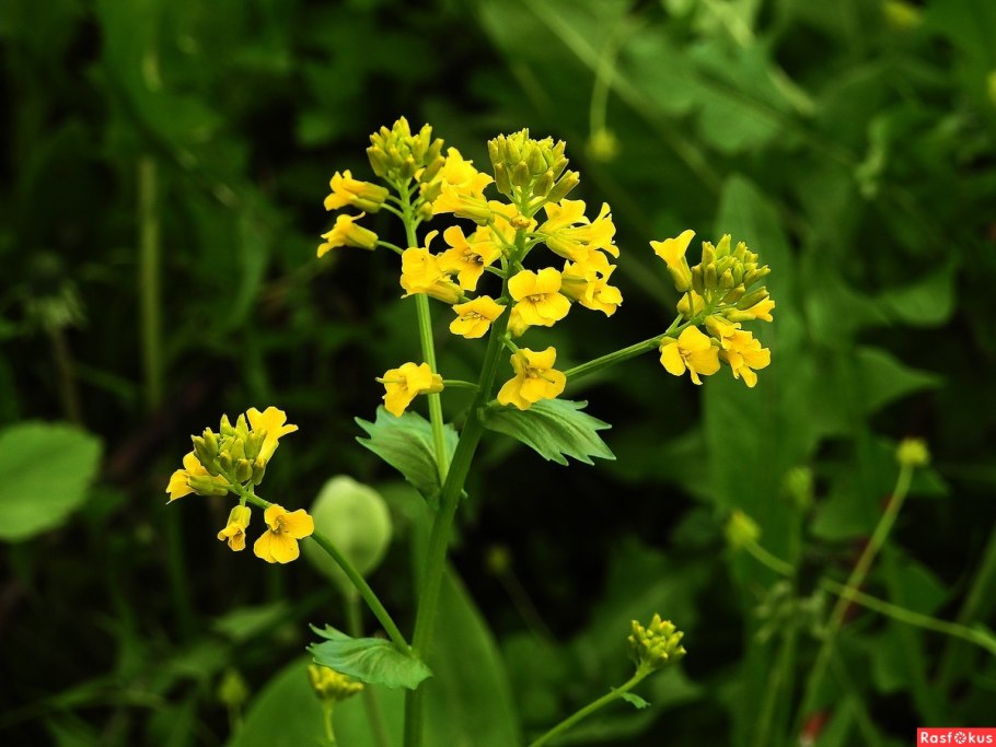 Matthiola fruticulosa