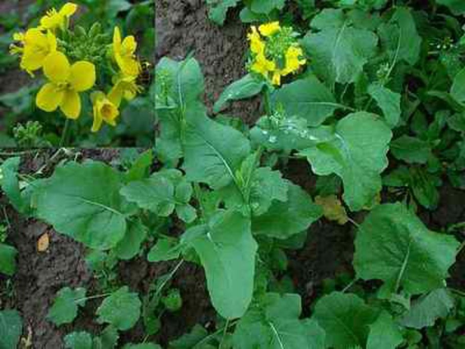 Иберис (Стенник) — Iberis