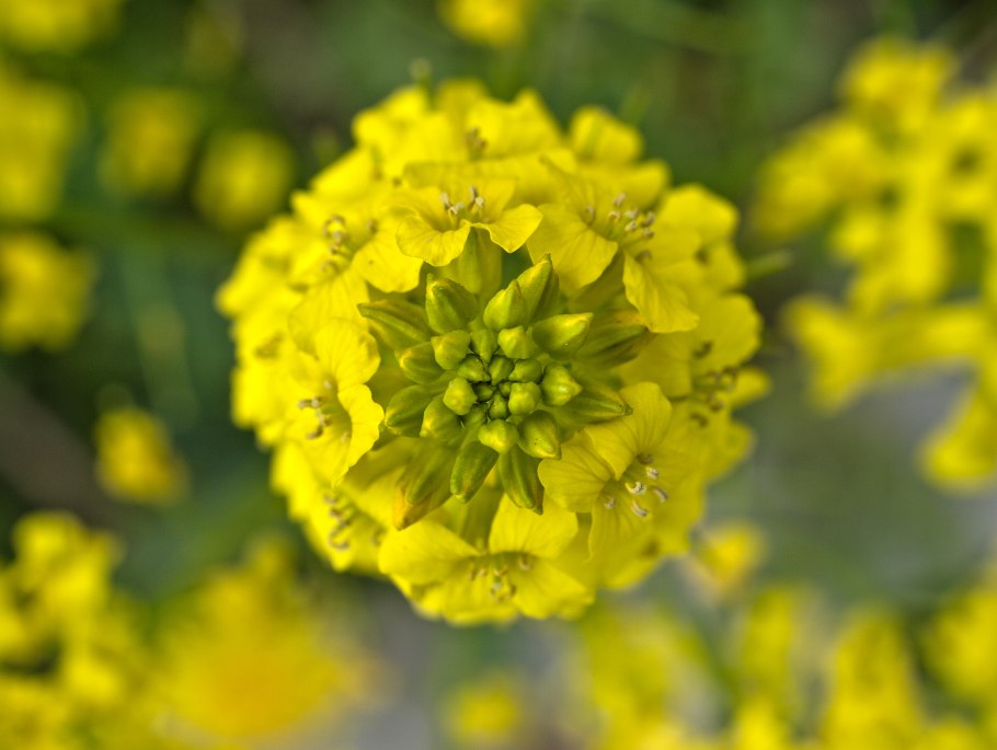 Свербига Восточная