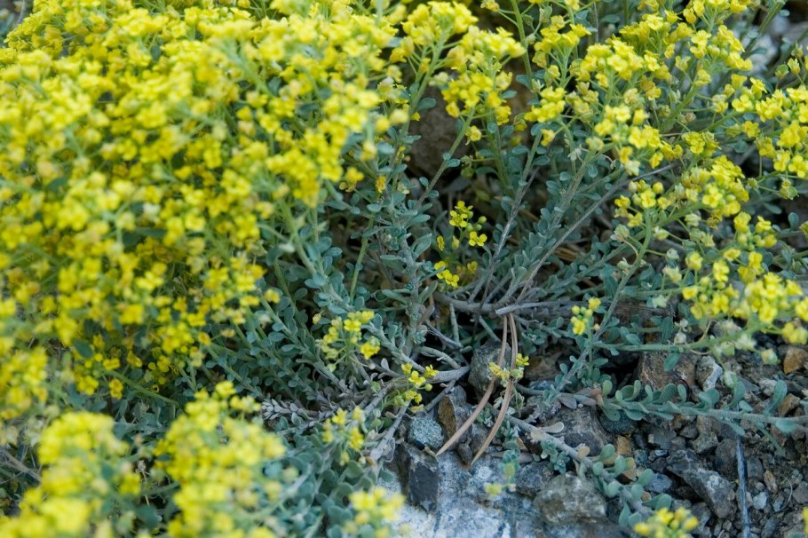 Плод семейства Brassicaceae