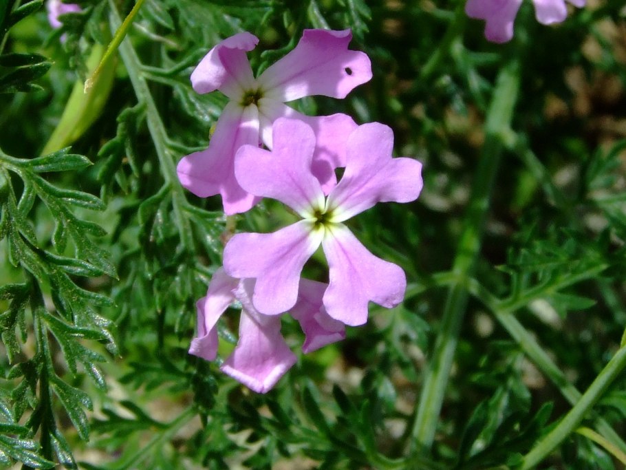 Строение плода крестоцветных растений