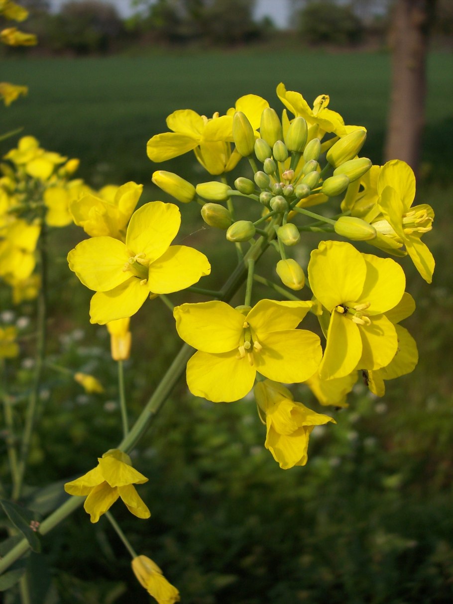 Ядовитые крестоцветные